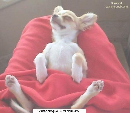 maslina 40 holidays ... fun fun fun - poza 4. doggie...asleep - Maslina saptamanala