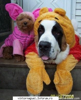poza 3. haloween for pets maslina 52 muhahaha za vintar iz camin'