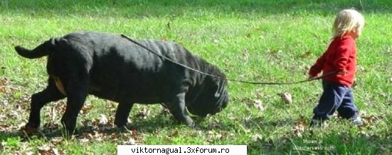 maslina saptamanala 32....Barcelona campenoes!!!! - ola people!!! cum merge treaba? mai - Maslina saptamanala