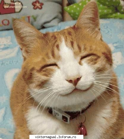 maslina saptamanala 32....Barcelona campenoes!!!! - poza 2. smiling cat - Maslina saptamanala