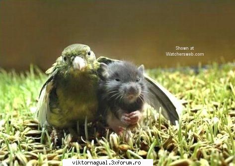 maslina far far away poza prietenii