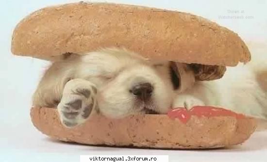 maslina far far away poza you want fries with your mcpup?