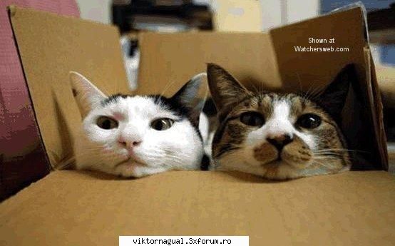 maslina secolu poza cats comandou