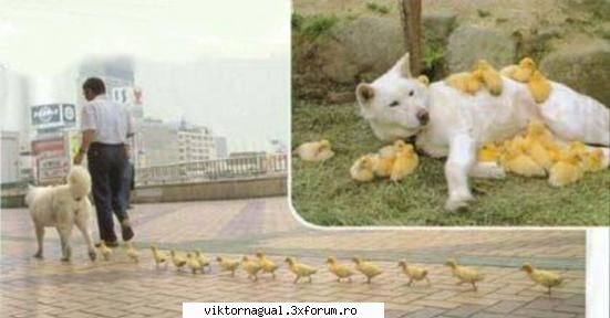 maslina jumatate poza closca....
