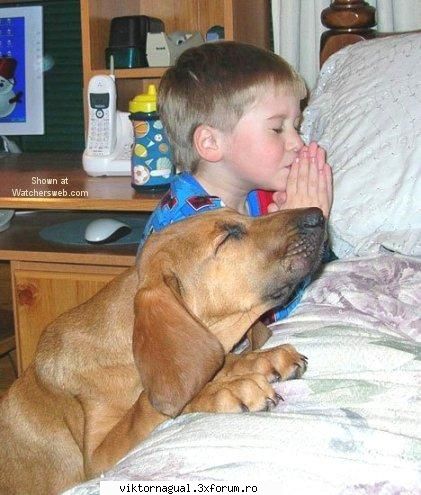 maslina jumatate poza praying dog