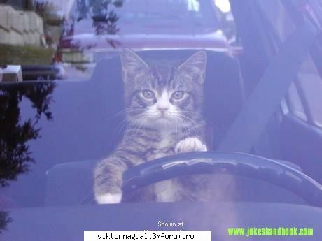 noah .... cat vine? 26? poza pussy wheel