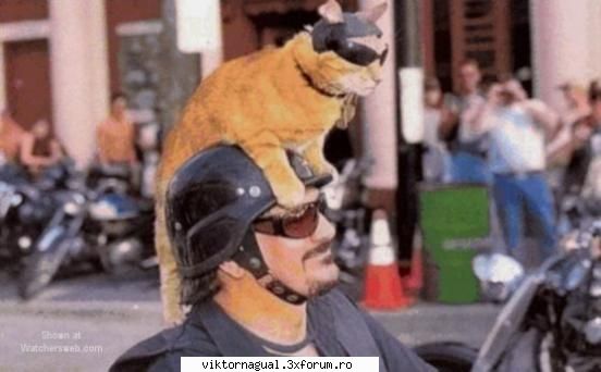 maslina poza biker cat