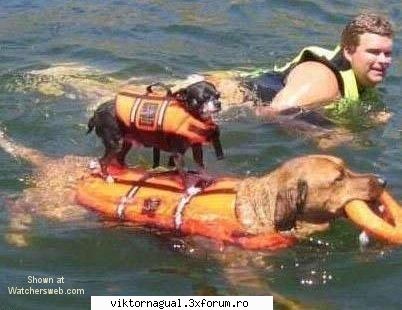maslina overdose poza surf