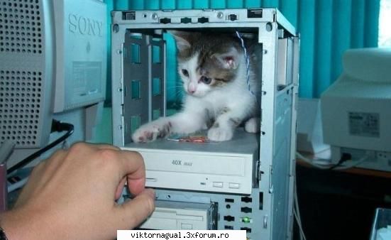 maslina vine toamna? poza nou driver: cat rom