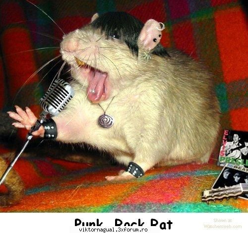 maslina calatorul poza punk rat