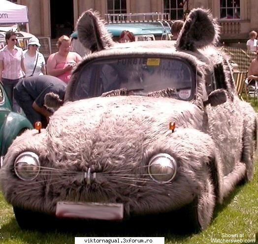 maslina obosit rau tot poza hairy car